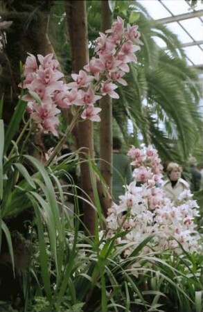 Mainau, Insel Mainau: Orchideenschau