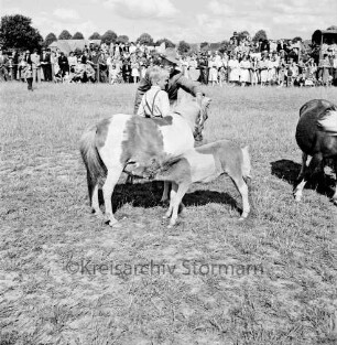 Sportveranstaltung: Pferdeleistungsschau: Reit- und Fahrverein Trittau und Umgebung von 1922 e.V.: Vorführung des Ponygestüts Auberghof mit Ponys und Fohlen: im Hintergrund Gäste und Zuschauer