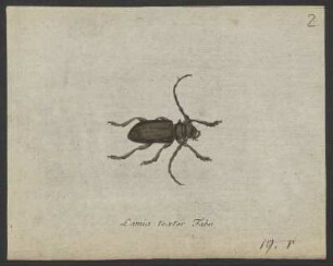 Lamia. Calopus. Rhagium. Saperda. pag. 168 bis p. 171. nro. 11