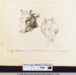 Studie eines des Kopfers und frontale Ansicht einer Kuh