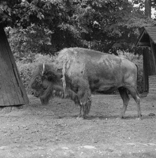 Zootiere. Bison im Tierpark Berlin-Friedrichsfelde