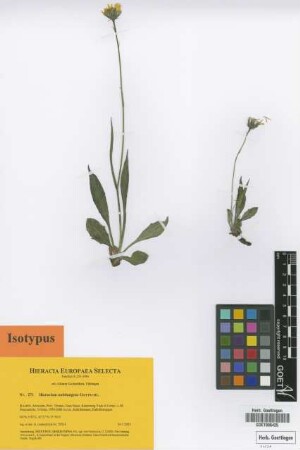 Hieracium nubitangens Gottschl. [isotype]