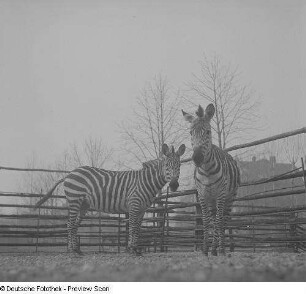 Zebras im Zoo