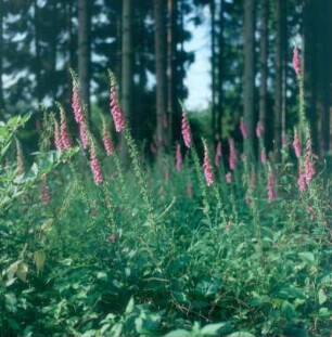 Urwald Sababurg. Fingerhut auf Waldlichtung