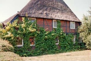 Lohe 19: traufständiges Bauernhaus aus Fachwerk mit Reetdach: Giebelseite Wohntrakt mit Kletterpflanzen