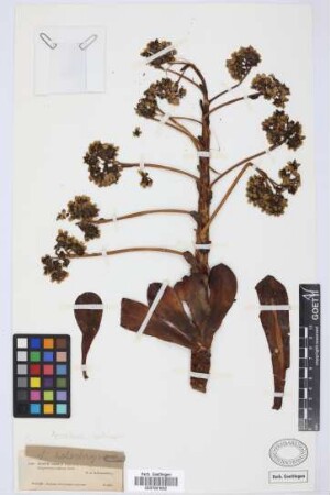 Aeonium urbicum (Chr. Sm. ex Hornem.) Webb & Berth.