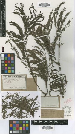 Prosopis alba Griseb. var. Griseb. panta