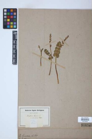 Botrychium lunaria