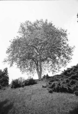 Mainau, Insel Mainau: Baum, von unten im Schlosspark
