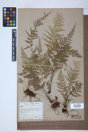 Asplenium sulcatum var. auritum (Sw.) Bonap.