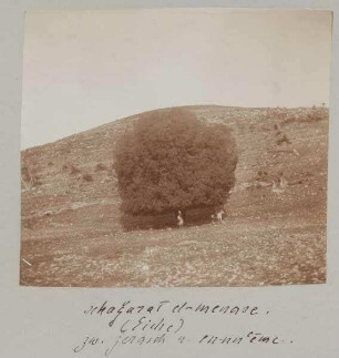 sehagarat [sehadscharat, sehadjarat] e-menase. (Eiche) zw. Gerasch [Djerasch, Dscherasch, Gerasa] u. en-nu'eme.