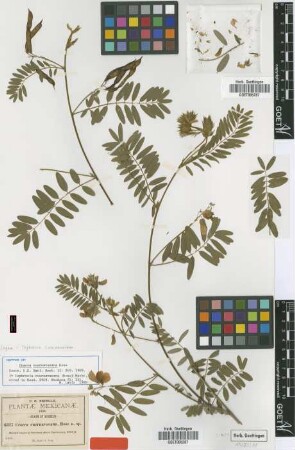 Cracca cuernavacana Rose [isotype]