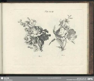 Tab. XVIII