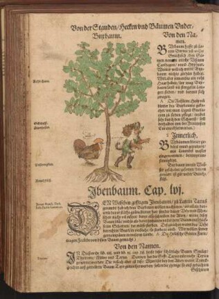 Ibenbaum, Cap. LVI