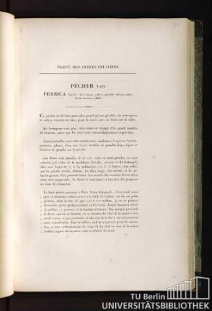 Traité des arbres fruitiers. Pêcher nain. Persica nan : flore magno, pallido, glandulis foliorum nullis ; fructu serotino, pallido.