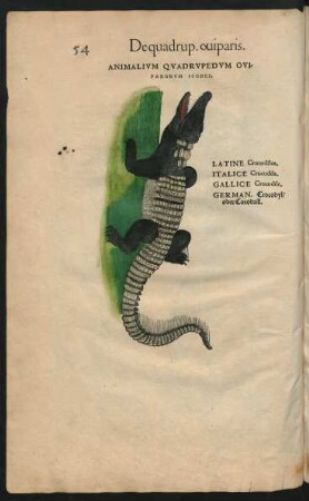 Animalium Quadrupedum Oviparorum Icones.
