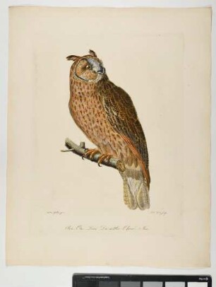 Strix Otus. Linn. De mittlere Ohreule. Mas. - Waldohreule. Asio otus; mas. - Zeichner: Ambrosius Gabler; Stecher: Johann Carl Bock