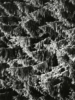 Nadelwald im Winter