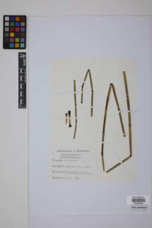 Equisetum hyemale hyemale L.
