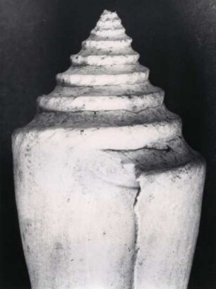 Conus, versteinert, Folkestone, England