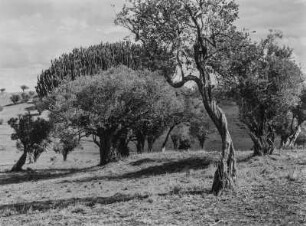 Savanne : Dornenbusch und Wolfsmilchpflanze in der Savanne. Aufnahmeort unweit der Grenze zwischen Tansania und Kenia