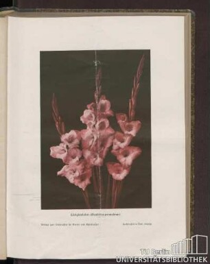 Edelgladiolen (Gladiolus primulinus)