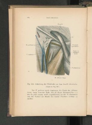 Fig. 524. Schichtung der Weichteile vor dem Canalis obturatorius.