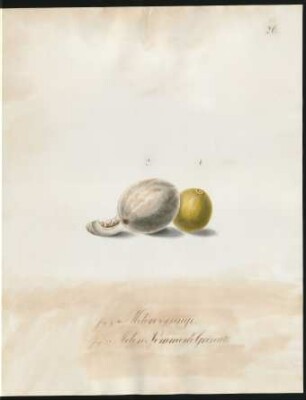 Melon orange. Melon Pomme de Grenat