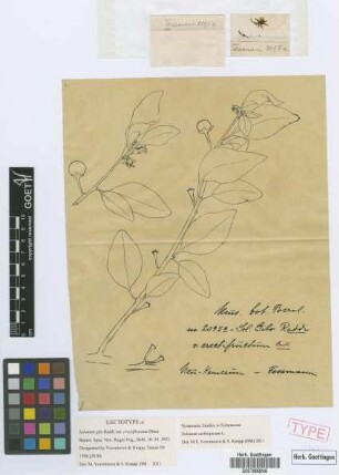 Solanum gilo Raddi var. Bitter erectifructum[lectotype]
