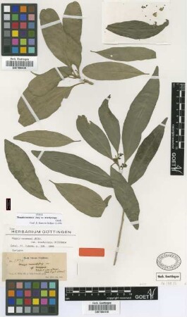 Mappia racemosa Jacq. var. brachycarpa Griseb.[type]