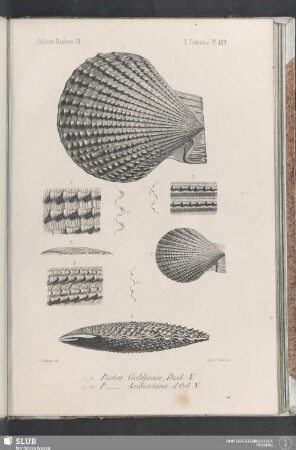Pl. 429