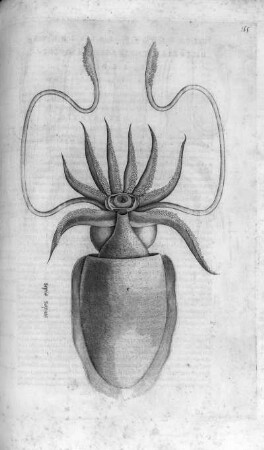 Sepia sopina