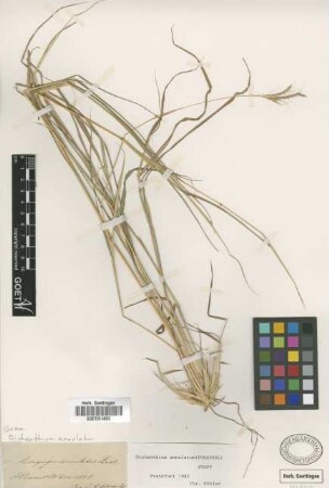 Andropogon annulatus Forssk.