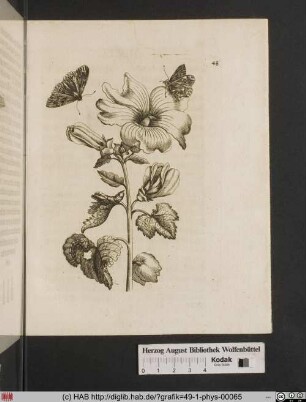 Kleine Gartenpappelrose / Malva, folio hederaceo.