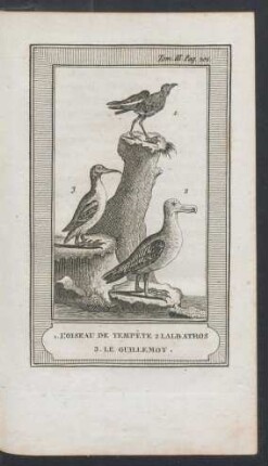 Tafel: 1. L'oiseau de tempête 2. L'Albatros 3. Le guillemot.