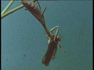 Mantis religiosa (Mantidae) - Fressen von Heuschrecken