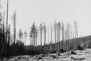 Nadelbäume