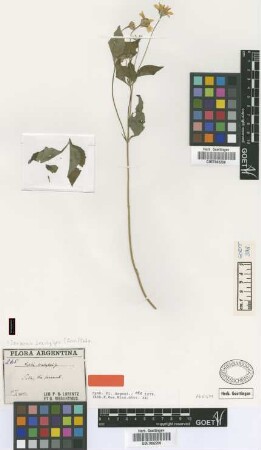 Wedelia brachylepis Griseb. [syntype]