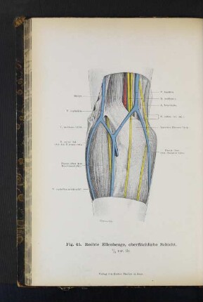 Fig. 45. Rechte Ellenbeuge, oberflächliche Schicht.