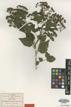 Zaluzania pringlei Greenm. [type]