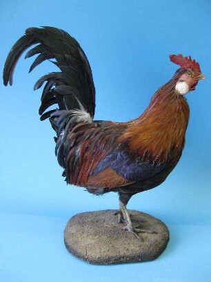 Bankivahuhn, Gallus gallus, Hahn