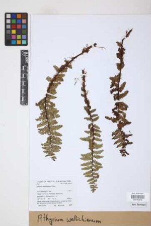 Athyrium wallichianum Ching
