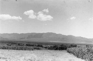 In der Ebene von Cobbo : Blick in eine ebene Savannenlandschaft mit Durrah-Feld