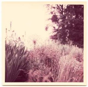 Bundesgartenschau 1955, Kassel: Pflanzen