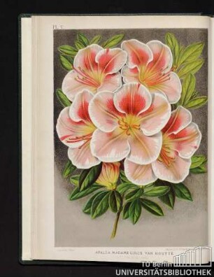 Pl. V. Azalea Madame Louis van Houtte.