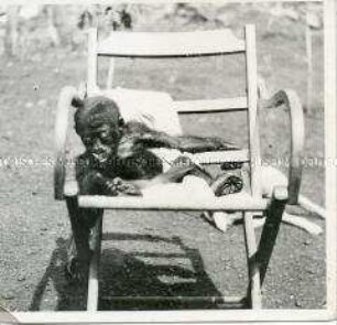 Junger Gorilla auf einem Stuhl