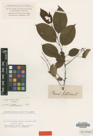 Prunus serotina Ehrh. [paratype]