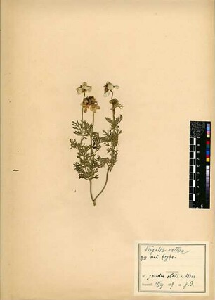 Ranunculaceae Nigella sativa Linné, Carl von (1707 - 1778) [Endor, Endur [unsicher, ob identisch zum biblischen Namen Endor]]