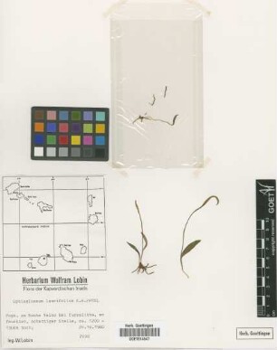 Ophioglossum lancifolium Presl