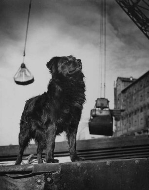 Archivfotografie "motive_tiere_haus_hunde_1646"